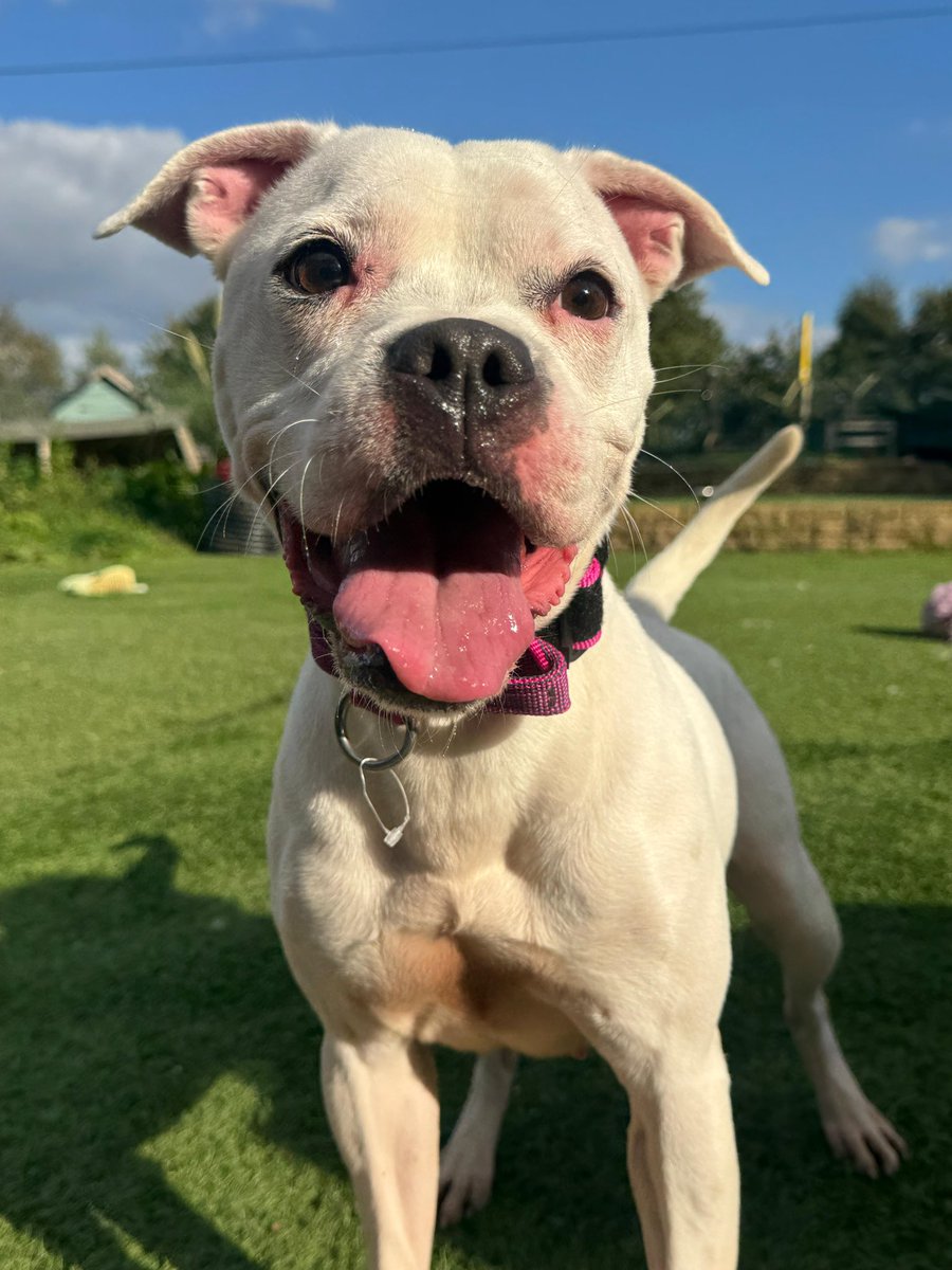 Say hello to Mookie who had served her 7 days in a council pound 😍👋 You have a whole new family looking out for you now beautiful girl. 

It didn’t take her long to give us a beatiful, beaming staffy smile 😃🐶

More proof that £5 a month really can make a difference and change
