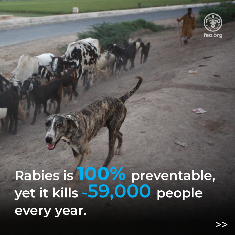 FAOLivestock's tweet photo. Rabies kills ~59,000 people every year – but it’s 100% preventable.

On #WorldRabiesDay, let’s act now: vaccinate pets, seek care after bites, and work together through #OneHealth to eliminate dog-mediated rabies.