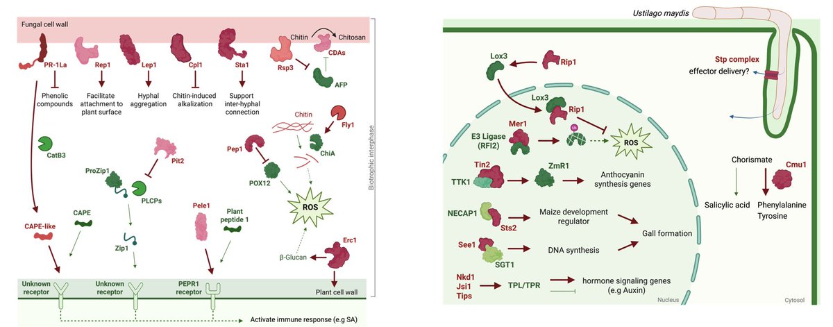 [Dr. Lay-Sun Ma <a href="/LaySunMa1/">LaySunMa （馬麗珊）</a>]
Molecular puppeteering: Roles of Ustilago maydis effectors
Current Opinion in Plant Biology
sciencedirect.com/science/articl…