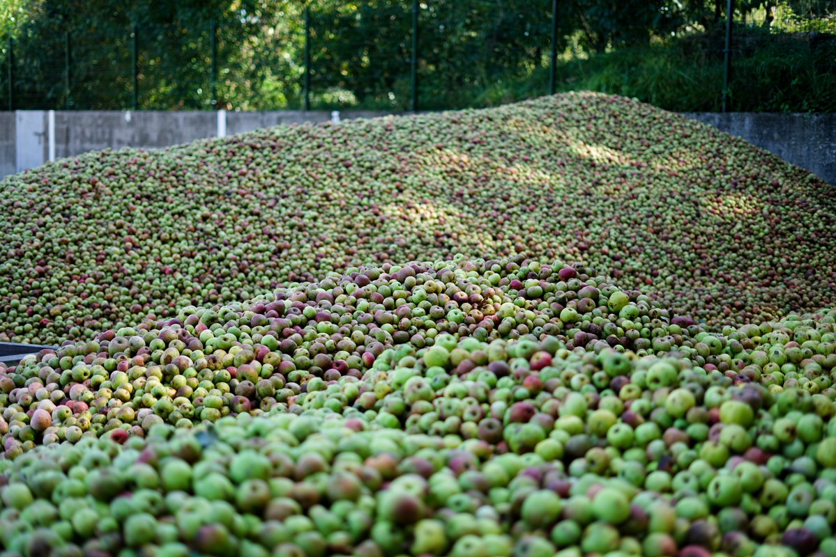 Sagar paisaiak. 🍎🍏
#zapiainsagardoa #zapiain #sagardoa #euskalsagardoa #sidra #cider #cidre #ciderlover #realcider #euskadi #Basque #basquecider #basquecountry #sidranatural #sidravasca #uzta #cosecha #harvest #txotx #sagarrak #manzanas #apples #sagaruzta #récolte #recolte