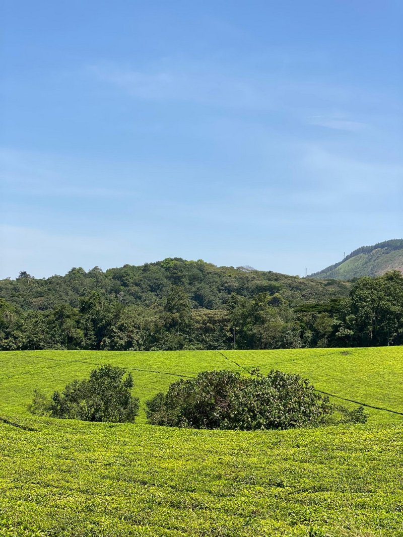 SafarisStandard's tweet image. Is there a tea estate more breathtakingly green or emerald than Igara in Bushenyi? 💚🌿🍃 Melanie is still wondering quietly, deeply if she’s ever seen anything quite like it… or if maybe, just maybe, Igara set the bar too high. 😅💪 standardgorillasafaris.com #touruganda #tour