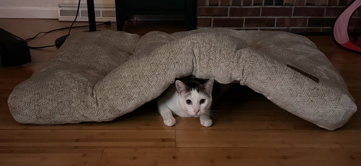 ChancerBoBancer's tweet image. My sweet boy 🥹