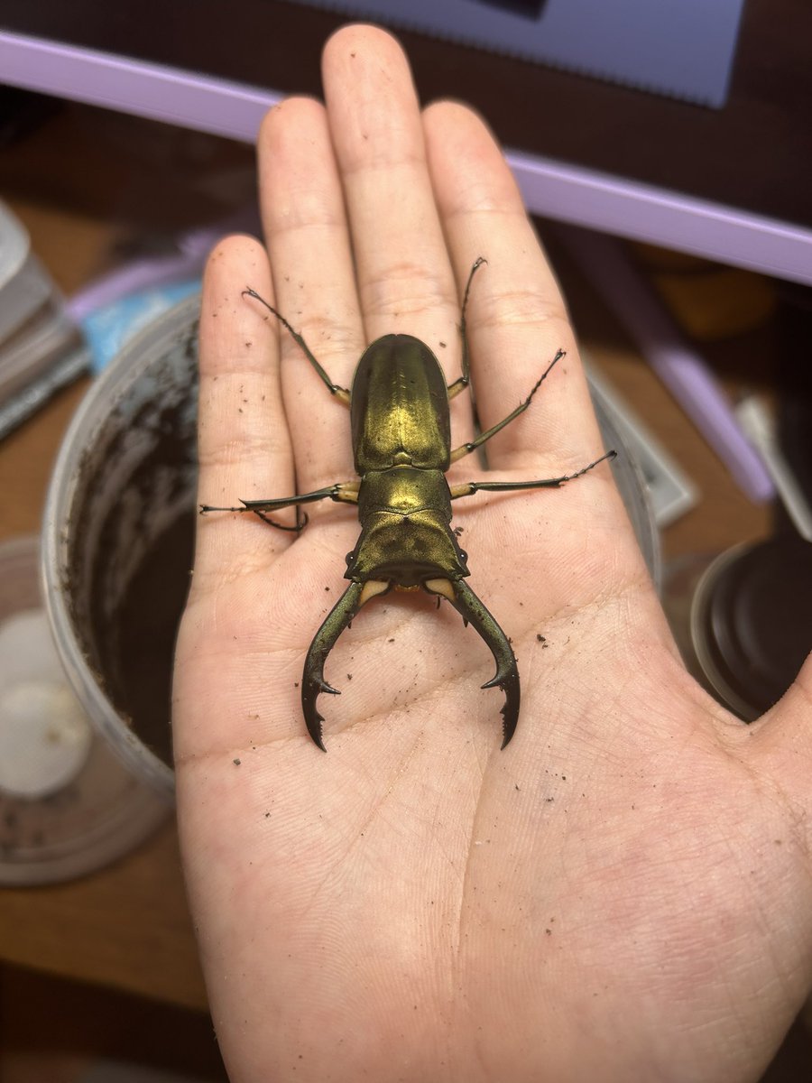 初飼育でこのサイズでるのは相性良いかもしれない。あとは産卵か。
#エラフスホソアカクワガタ