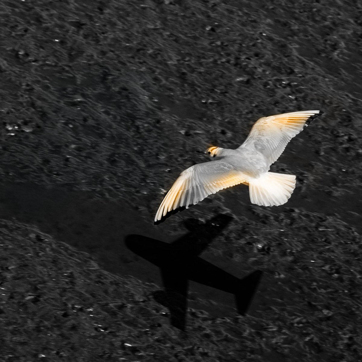 Small wings, unstoppable freedom 🕊️
