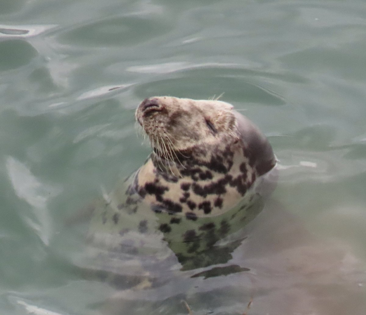 Mayfieldbirder's tweet photo. I couldn’t resist another pinniped picture: Grey Seal at Devon’s #StartPoint last week. https://t.co/WyPEMWIdAN