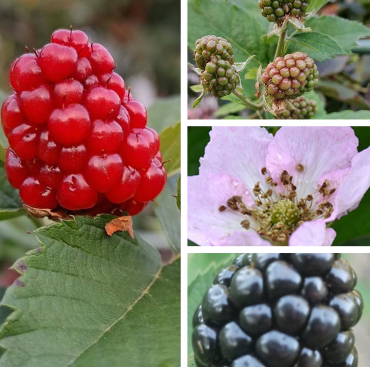 Arapaho Blackberries – Arapaho แบล็กเบอร์รี่ (Arapaho baelokboeri) – Rubus fruticosus Arapaho huahinservices.blogspot.com/2025/07/blackb…