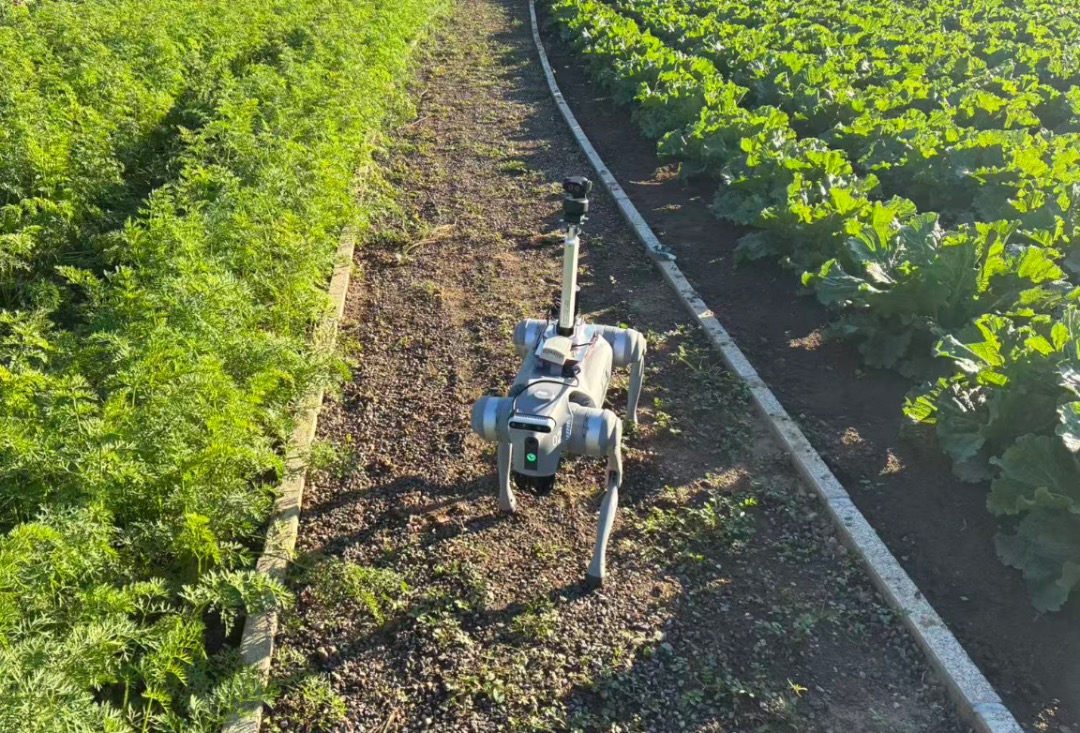 China_Fact's tweet image. Intelligent robot dogs appear in farmland in Beijing&apos;s Huairou District! The robots can quickly identify crop types and detect pests and diseases with an accuracy rate exceeding 90%. #Beijing