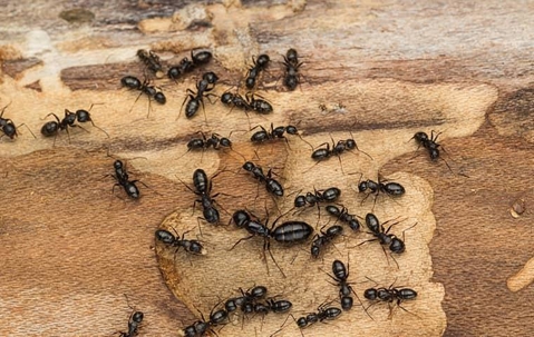 atlcpestcontrol's tweet image. No More Wood Damage, No More Sidewalk Invasions – Atlantic Exterminating Offers Complete Ant Control Solutions.
🌐Visit our website atlanticexterminating.org/ants-control-s…
#AntControl #PestControlExperts #HomeProtection #WoodPreservation #AntExtermination #SafeHome #AtlanticExterminating