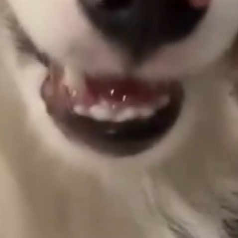 อุนย่าย่าดูฟันหนูจิค่ะ น่ารักไหมค่ะ ฟันน้ำนมของแท้เยยนะค่ะ