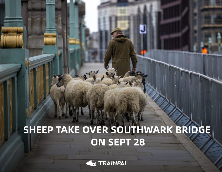 trainpal_go's tweet image. 🐑 London’s Quirkiest Tradition is back! 

On Sunday 28 Sept, watch a real flock of sheep take over Southwark Bridge.

Sheep on the bridge, live demos, crafts &amp;amp; family fun — only in London.
📍 Southwark Bridge, EC4R 3TE

Book and save your trip at t.trainpal.com/68U0THG