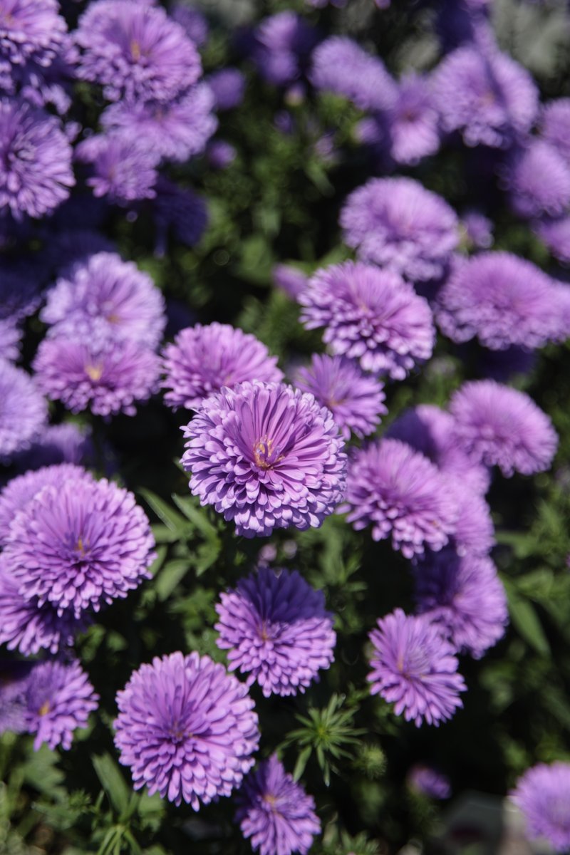Aster 😁

#Photography #Flowers #Aster