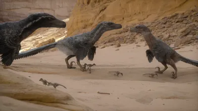 It's commercially lucky that they made Jurassic Park (1993) before they found out that velociraptors looked more like giant turkeys.