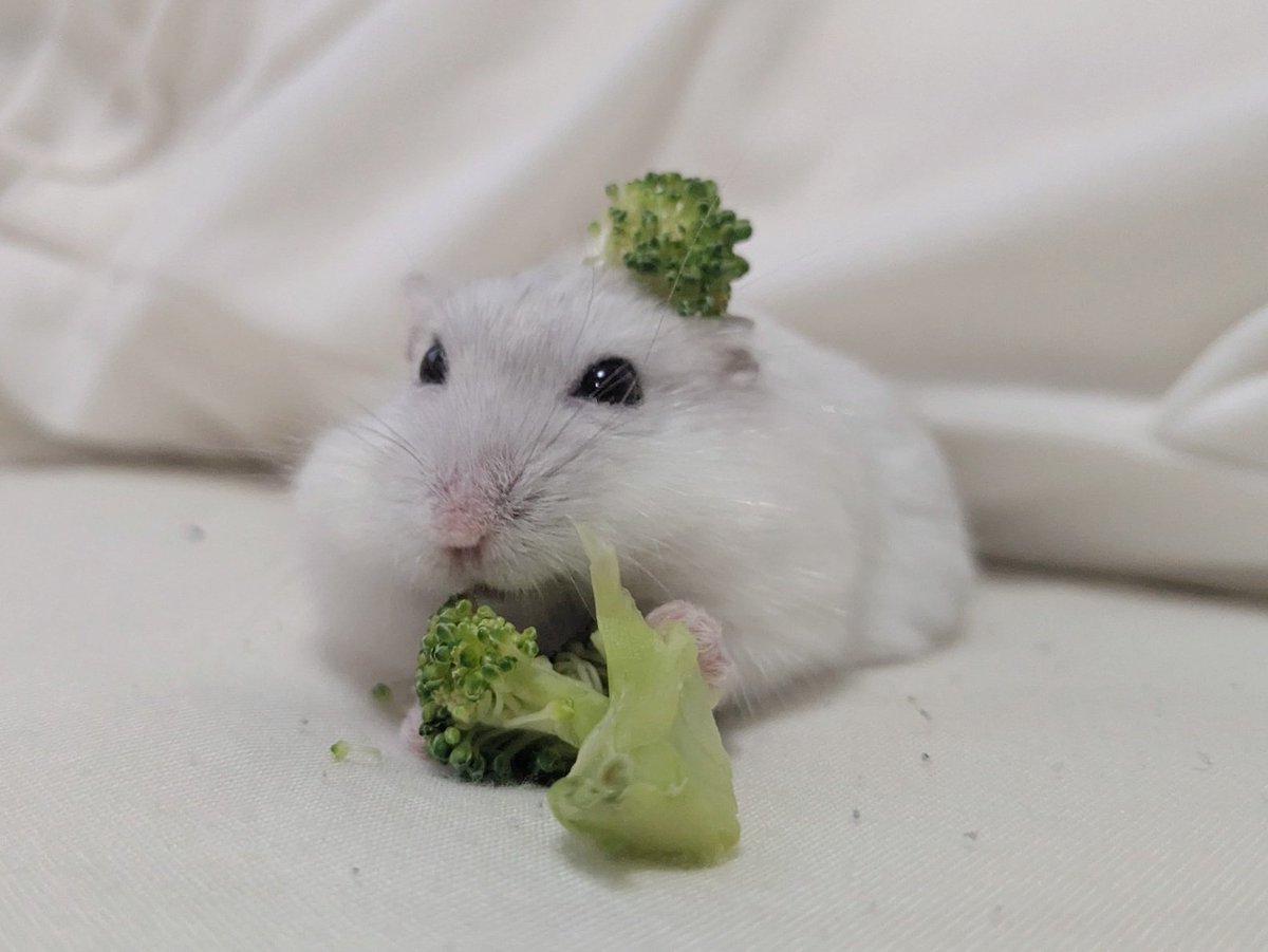 ブロッコリーの妖精？🧚🥦
#ハムスター