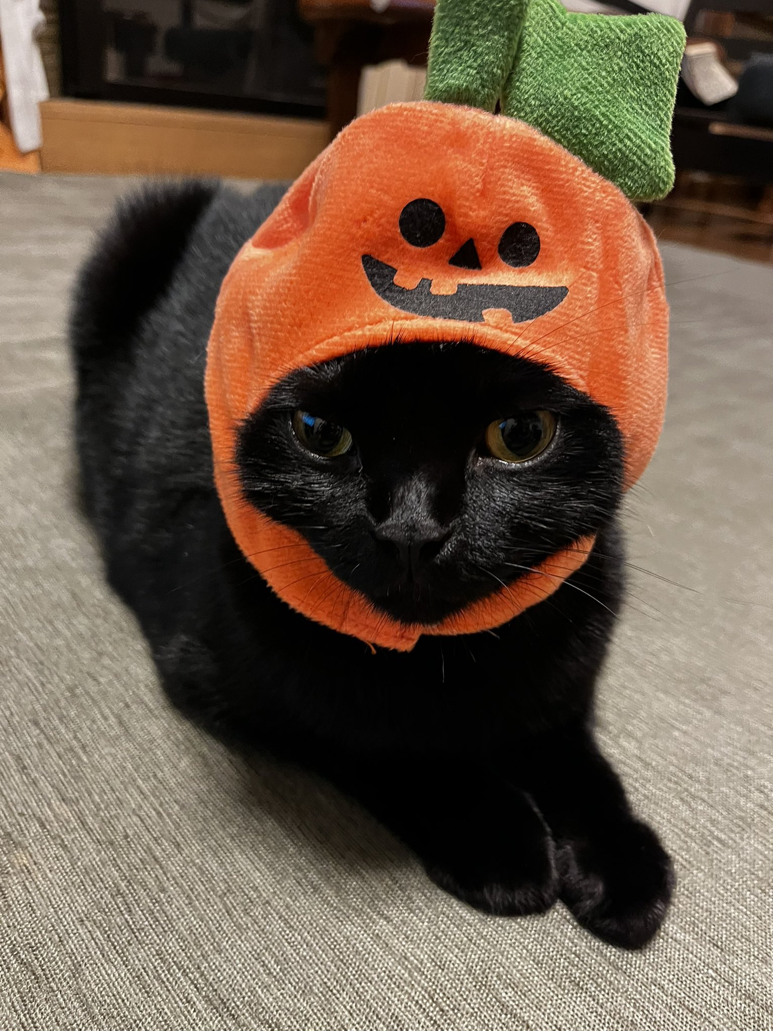 くろねこ鍾馗 on X: 
