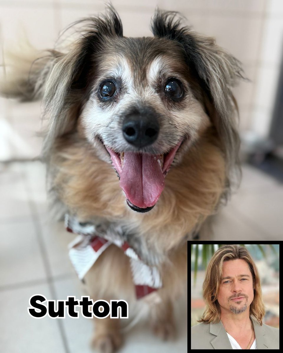 DogsTrust_IE's tweet image. 🐾Fun Friday!🐾

We can&apos;t help but notice some of our doggies resemble some very famous faces 😎
Do you think we are spot on? 😂
Can you help us decide who Benny looks like? We can&apos;t quite put our paw on it....

#funfriday #quiz #lookalike