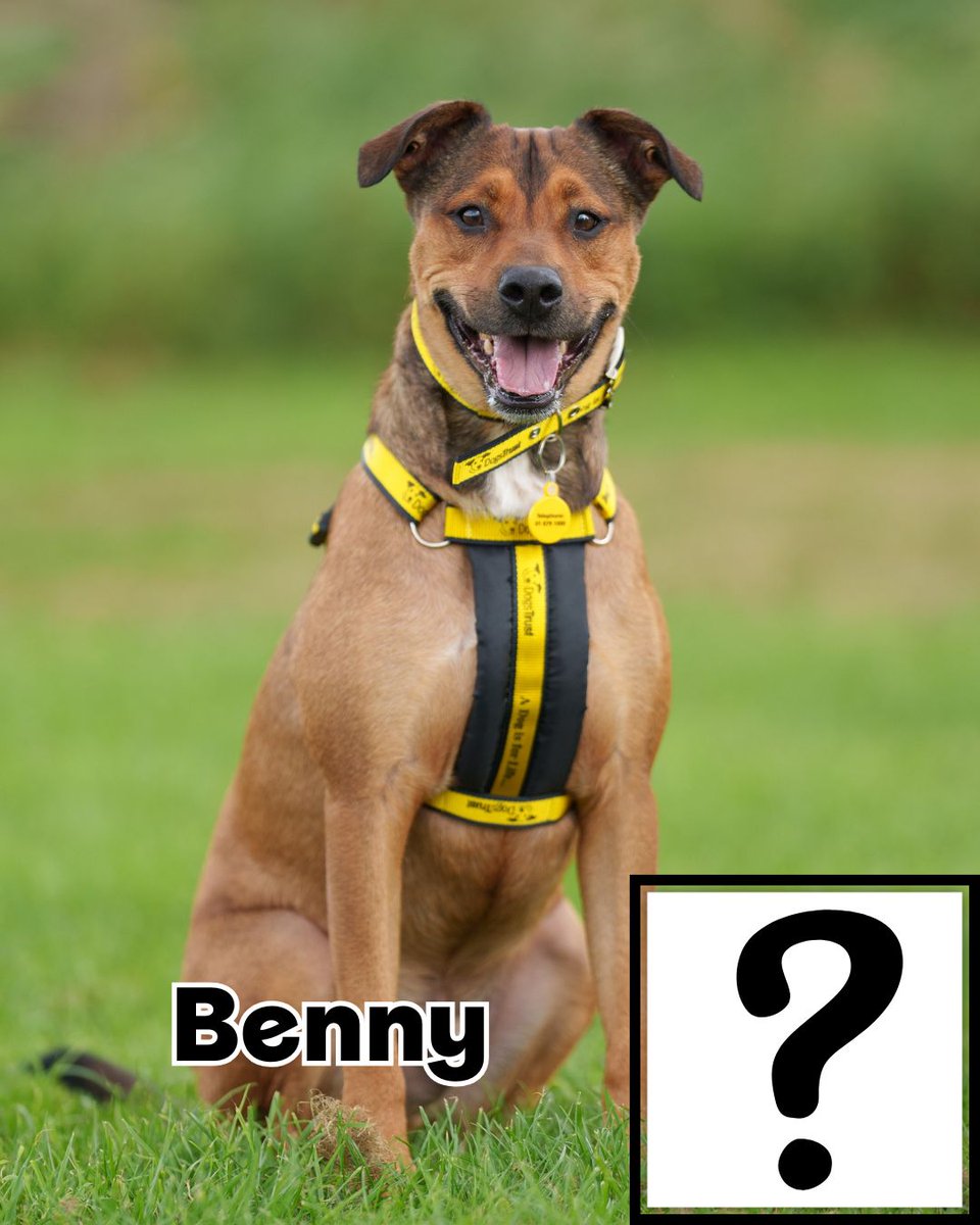 DogsTrust_IE's tweet image. 🐾Fun Friday!🐾

We can&apos;t help but notice some of our doggies resemble some very famous faces 😎
Do you think we are spot on? 😂
Can you help us decide who Benny looks like? We can&apos;t quite put our paw on it....

#funfriday #quiz #lookalike