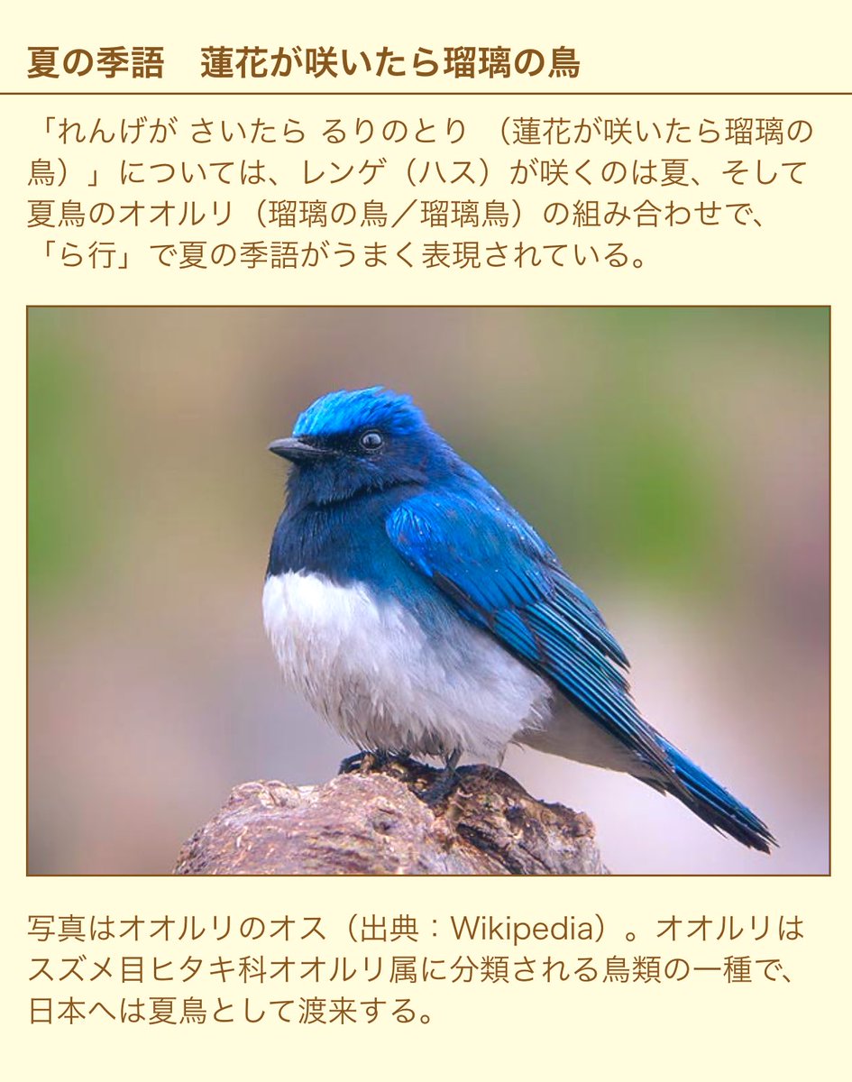 待って、
「あめんぼ あかいな あいうえお」で有名なあめんぼの歌にそういえば
「蓮花が咲いたら瑠璃の鳥」ってフレーズあったなぁ、蓮ノ空っぽいなぁって思ったんですよ。