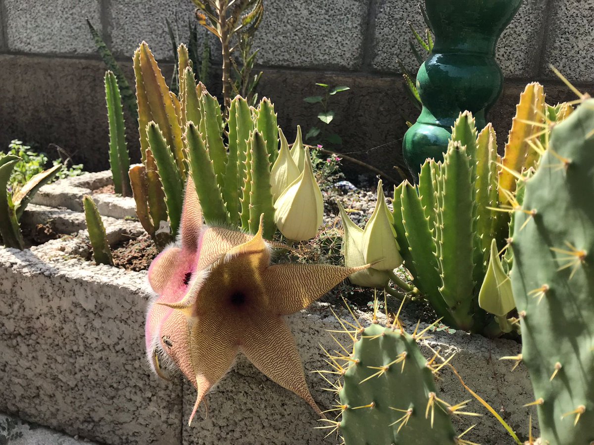 BooostUmair's tweet photo. We look for aliens among the stars but they are already on the planet. Blooming season for my succulents. https://t.co/Q8GlxJEVrF
