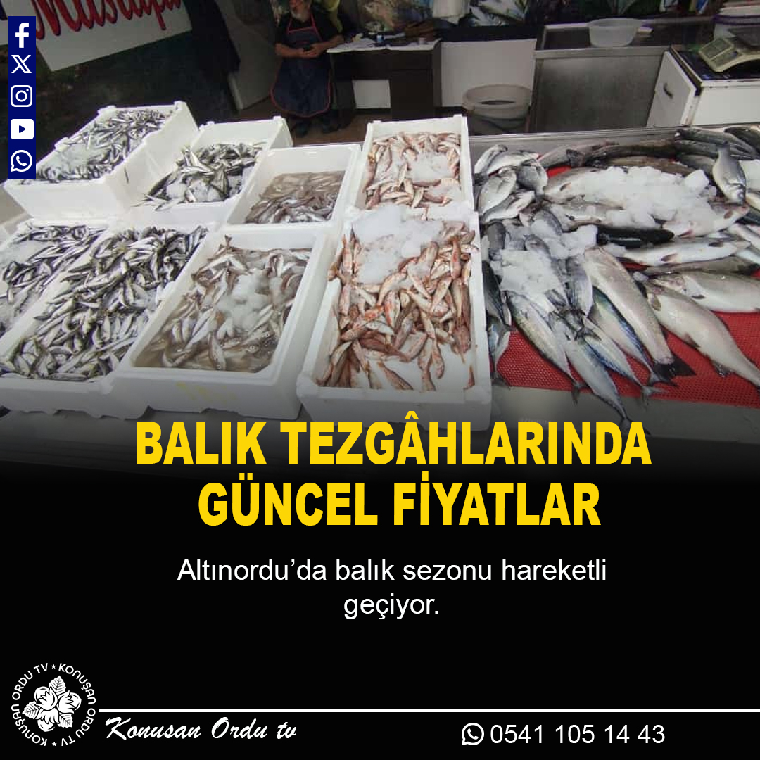 Balık Tezgâhlarında Güncel Fiyatlar
Altınordu’da balık sezonu hareketli geçiyor. Tezgâhlarda hamsi 150 TL, istavrit 100 TL, mezgit 250 TL, barbun 300 TL, palamut tane 350 TL, levrek ve çupra 500 TL, somon ise 300 TL’den satışa sunuluyor.