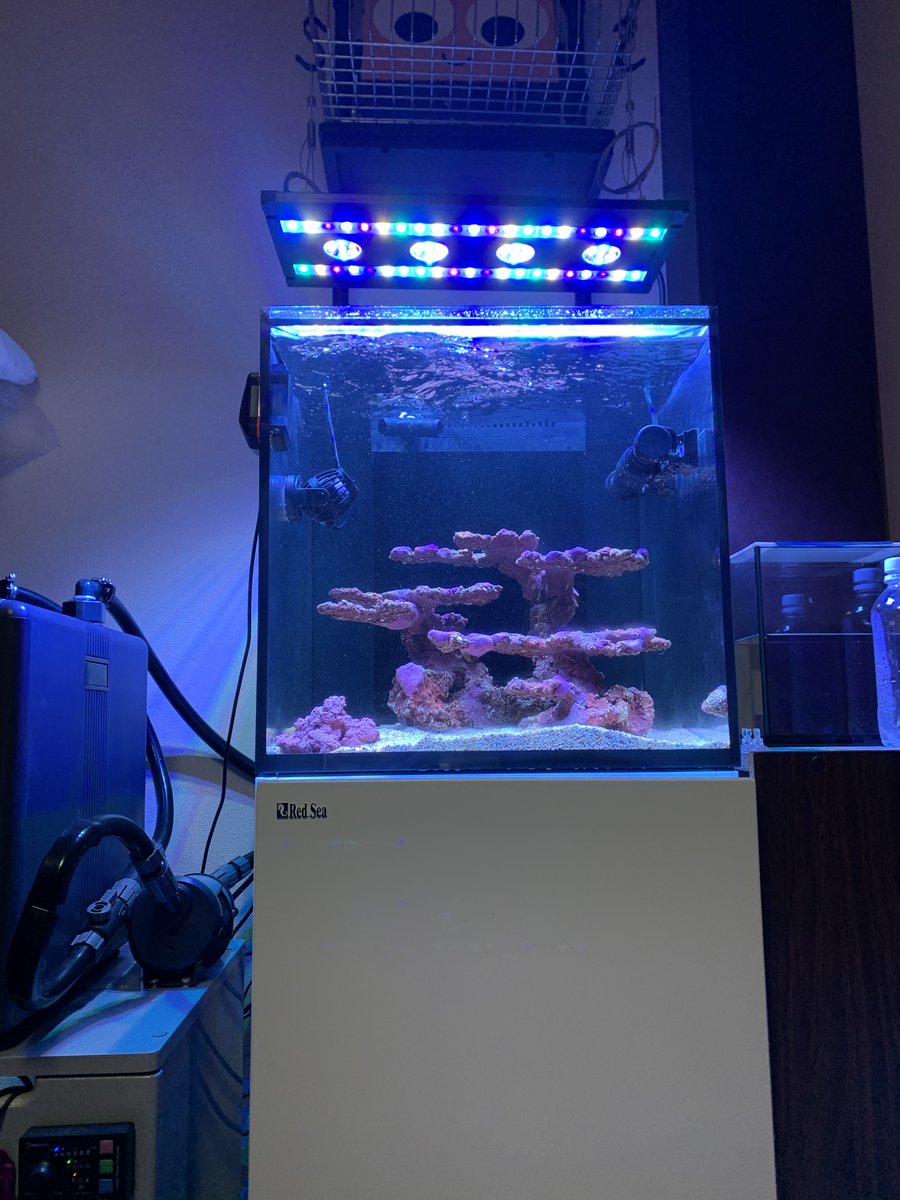 🌳manae🐠♪【アクア低浮上中】 tweet media