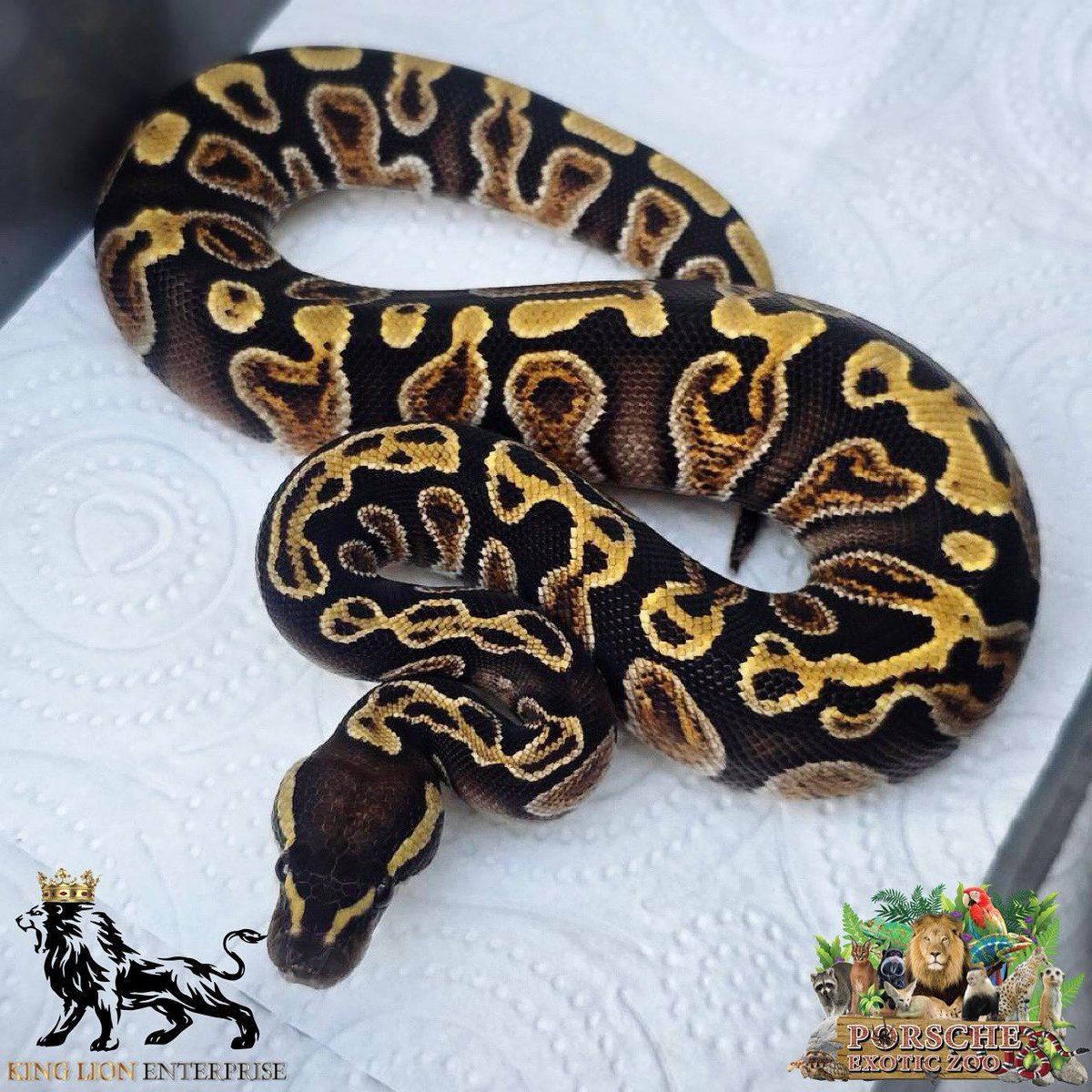 Porsche_shop99's tweet image. 1.0 Cypress Ghi Het pied ตัวนี้สวยมากค่ะ🐍
แวะเข้ามาเล่นกับน้องๆกันก่อนได้นะคะ🙏🏻
#porscheexoticzoo
#porscheexoticzooadmin
#ballpythonmorph