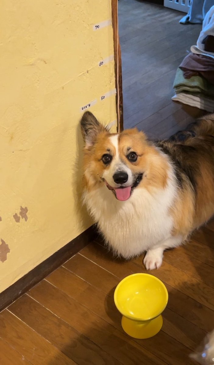 ぽてお Distributor Cap or Rotor Ignition NEW 280ZX 79-83 | Z Car