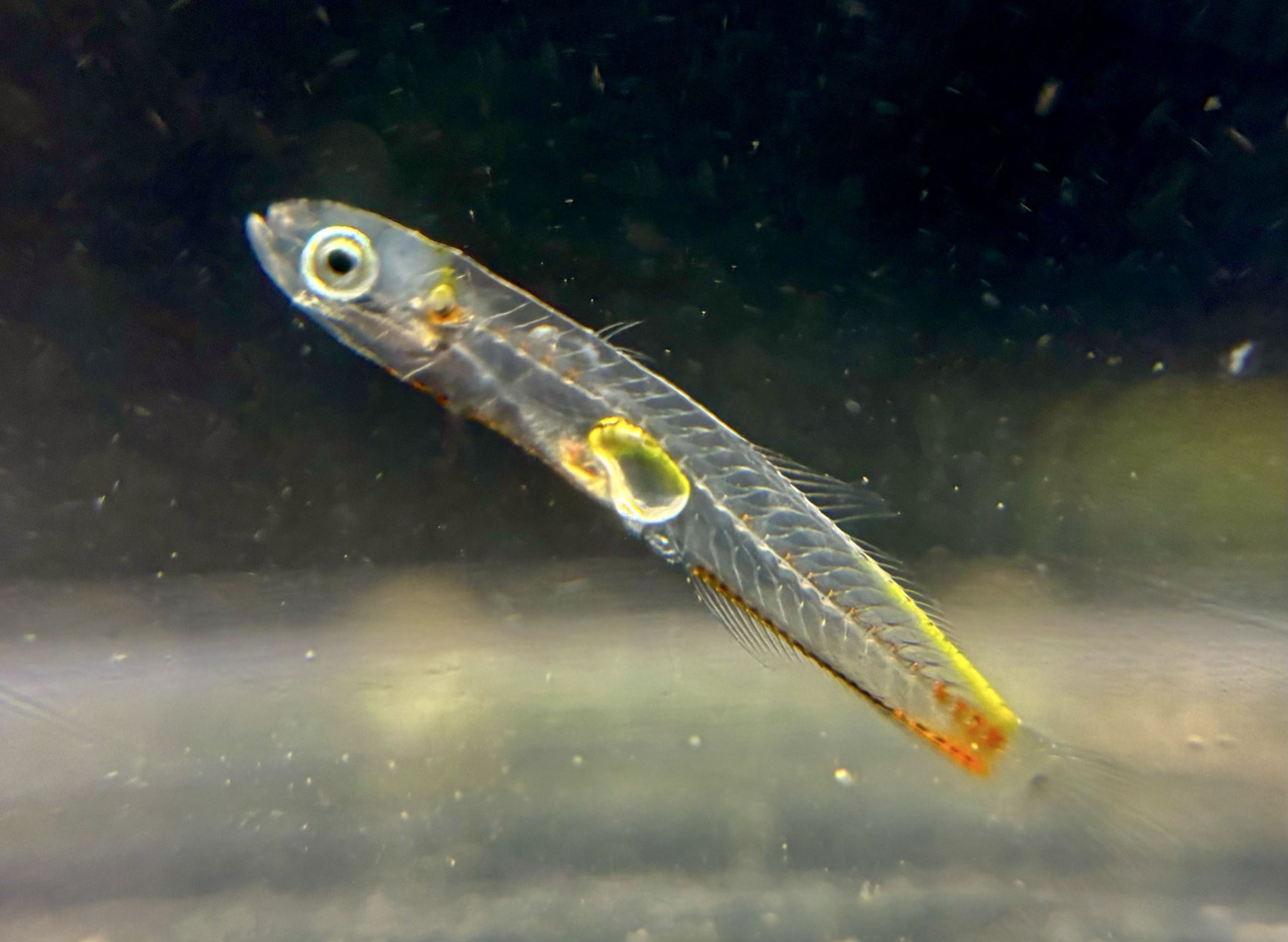 魚 ZX太刀魚 | 株式会社ベイシックジャパン