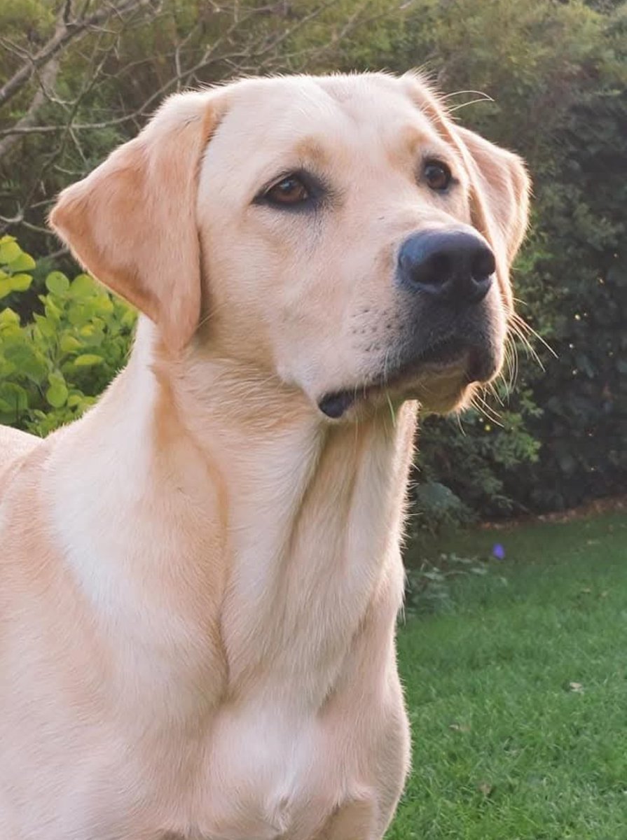 Albert and Bera 🐶🐕 Bert's Legacy 🌈 ❤️ tweet media