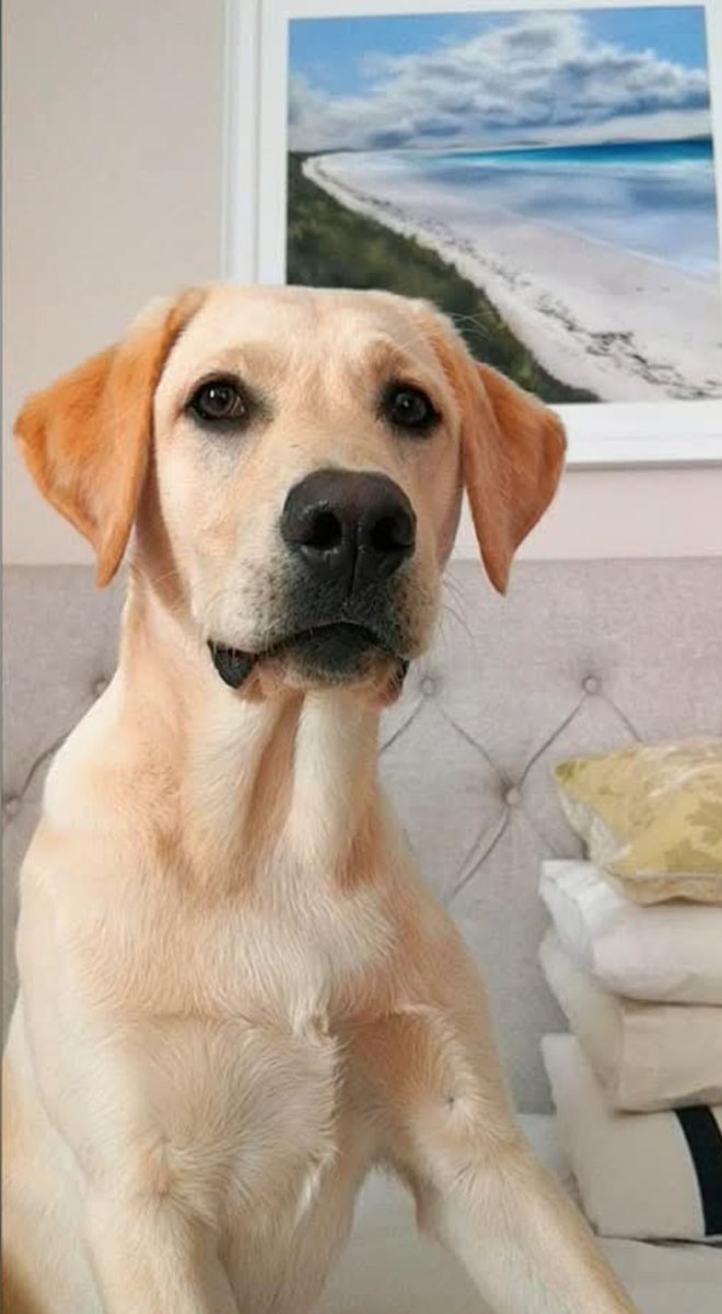 Albert and Bera 🐶🐕 Bert's Legacy 🌈 ❤️ tweet media