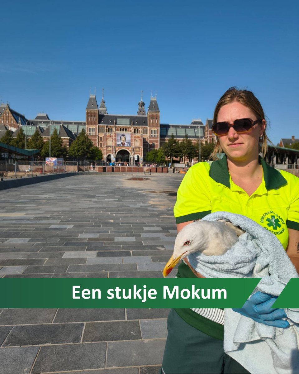 Brandweer redt gans met gebroken vleugel uit vijver bij kinderboerderij  Baalder - De Toren Hardenberg, image size:960x1200