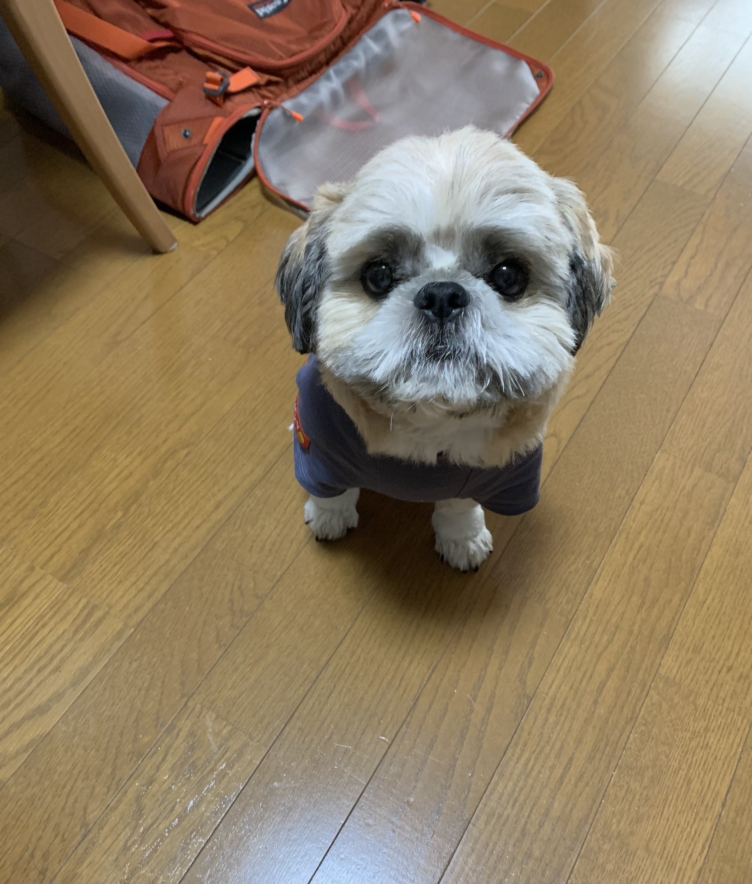 るんるん (@uEkUbof0KAaQukX) / X