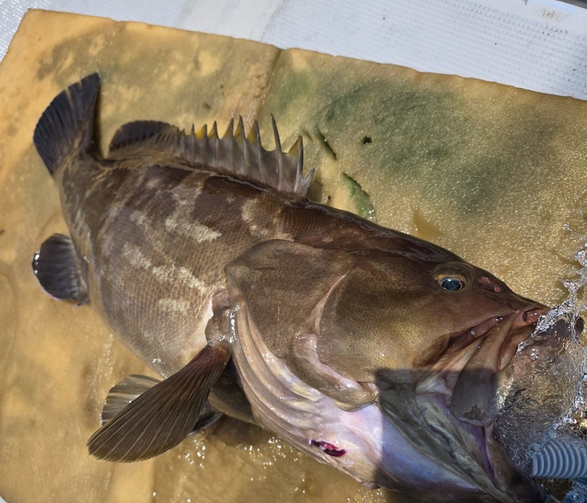 n_elfi_r's tweet image. この前の〜🥺
念願叶って2匹目クエ🫶