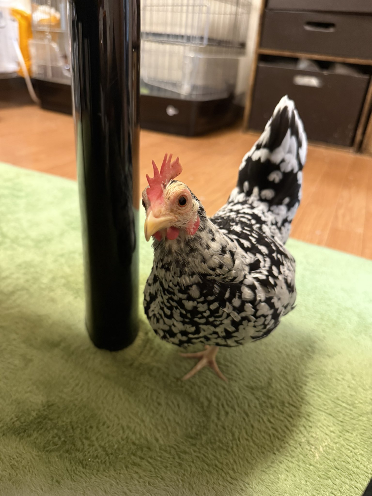 ❤️コウノドリ・血の轍　だけの出品ページです。除外品多数 ❤️コウノドリ・血の轍 だけの出品ページです。除外品多数