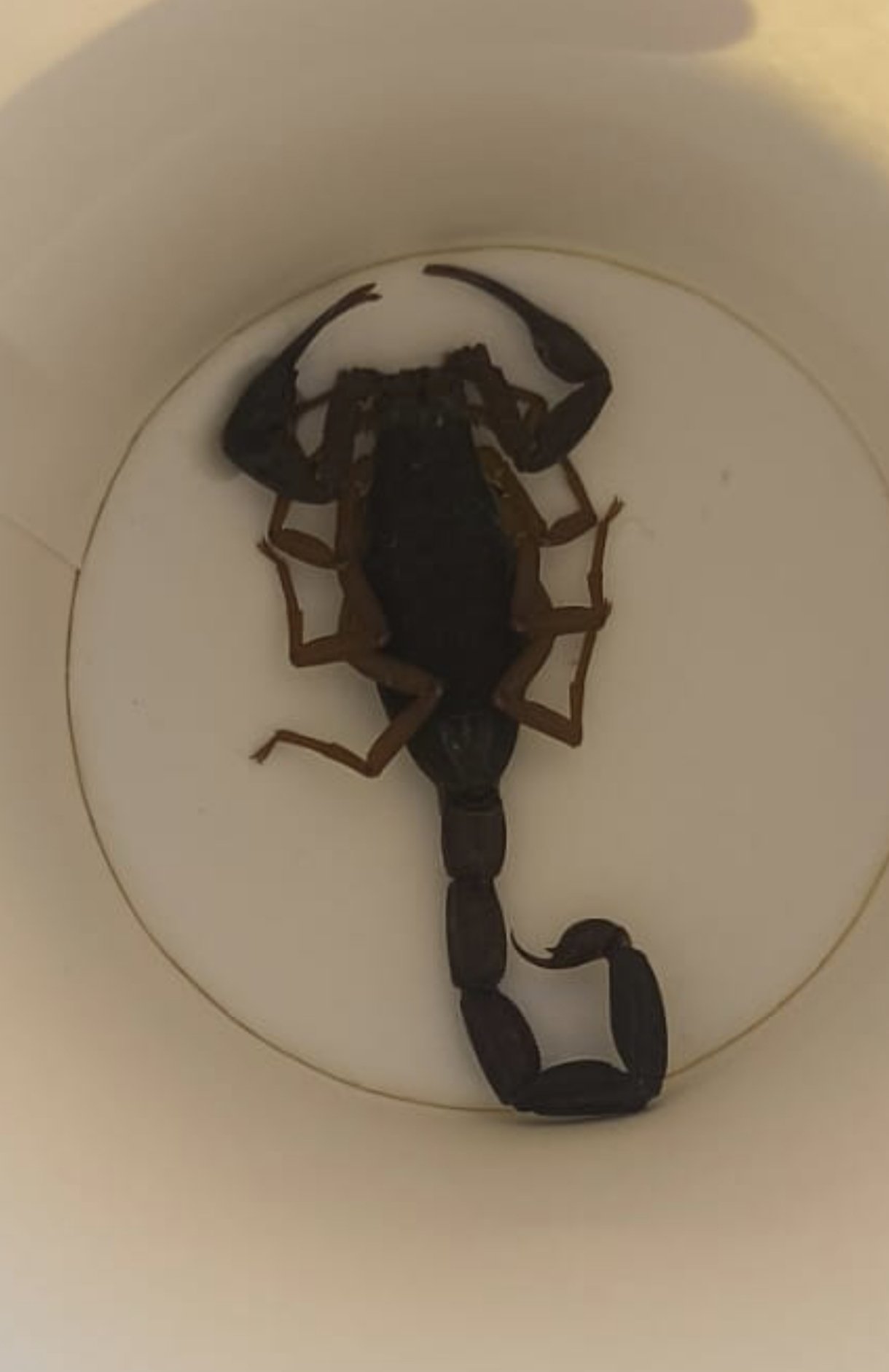 Foto cedida por Policía Alcorcón