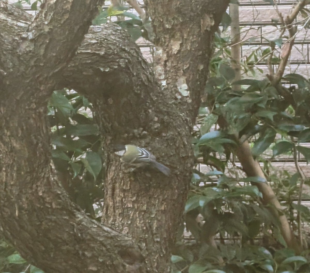 珍しく庭にシジュウカラが来てる。