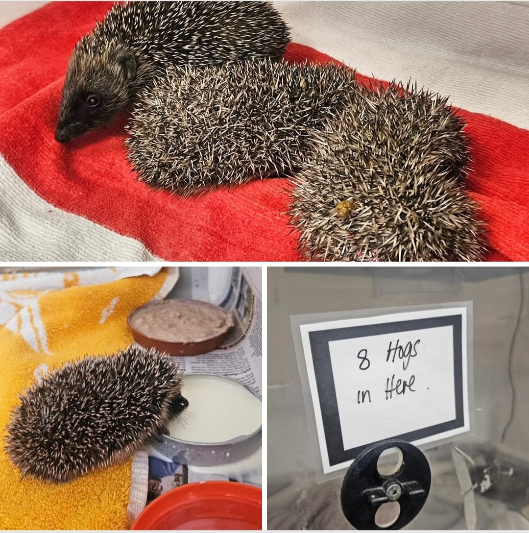 brentlodge's tweet image. 🦔🏥 In the last few days, we have admitted an influx of #hoglets who have had their nest disturbed during #gardening work and building projects. Some were found injured by gardening tools, too. Please check for late #nesting or resting #wildlife when gardening.