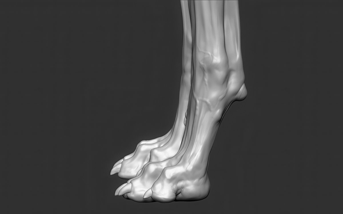MitsArt3d's tweet photo. How are you, gentlemen artists? And I will share with you #references and images on sculpting #Anatomy #Animals Pack №21 #3d #gamedev #3dart #hand #modeling #3DModel #sculpting #leg #dog #gameart #zbrush #horse #snake #ecorche #sculpture #muscles #chest #ears #neck #cat https://t.co/zzrKgy8Uk1