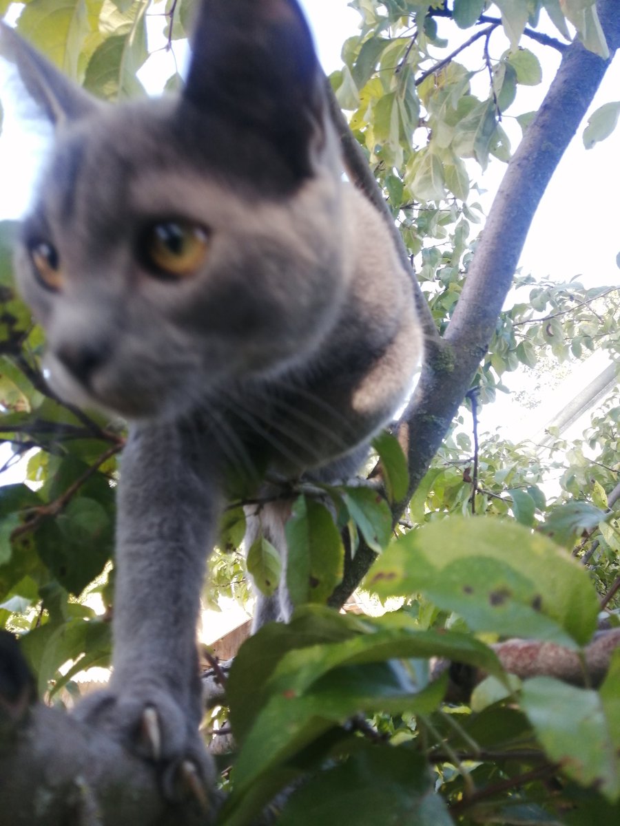 Мистор Кочерыжка уже все глаза проглядел, а мам-пап не видно