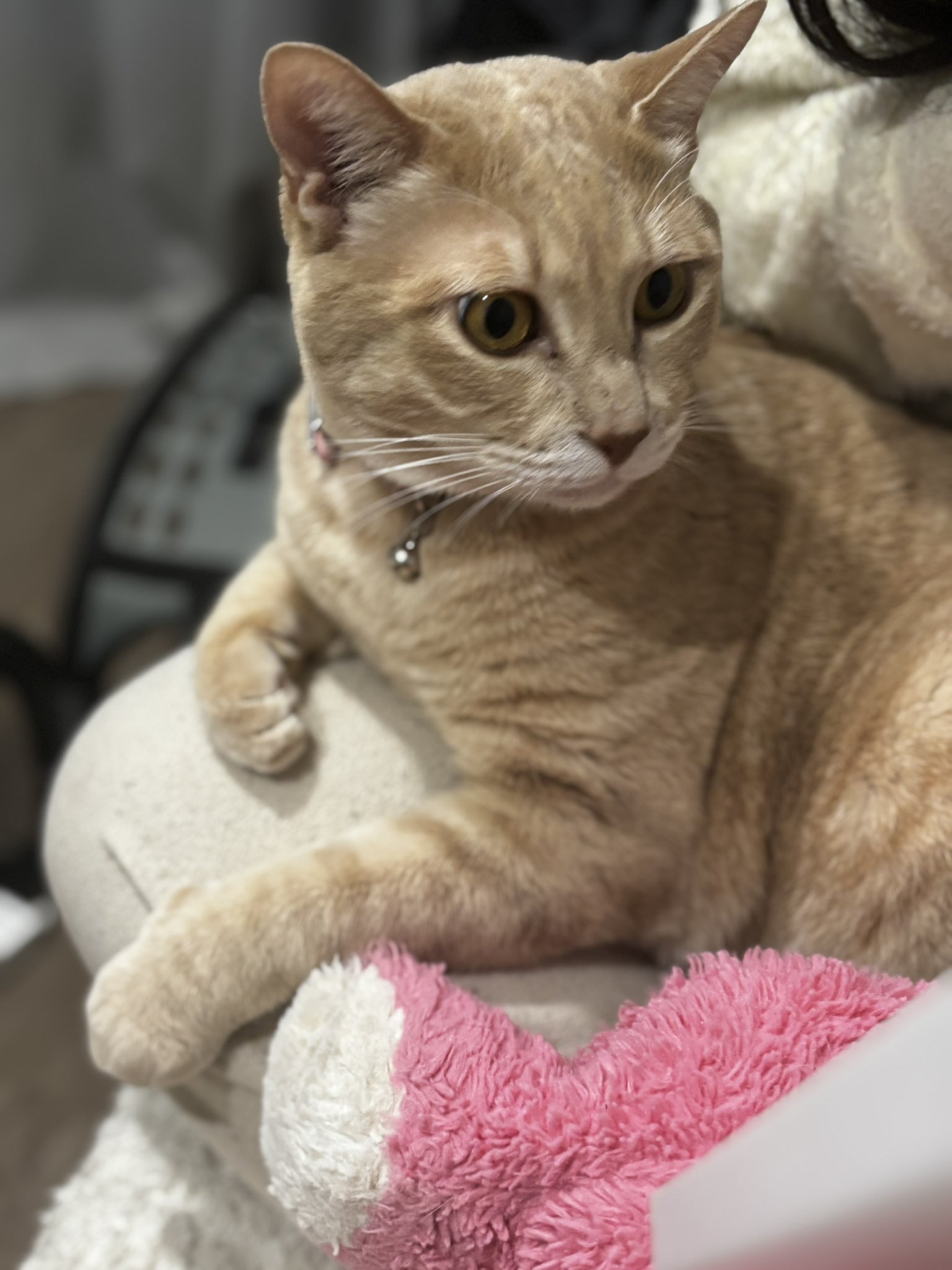 しろねこ on X: 