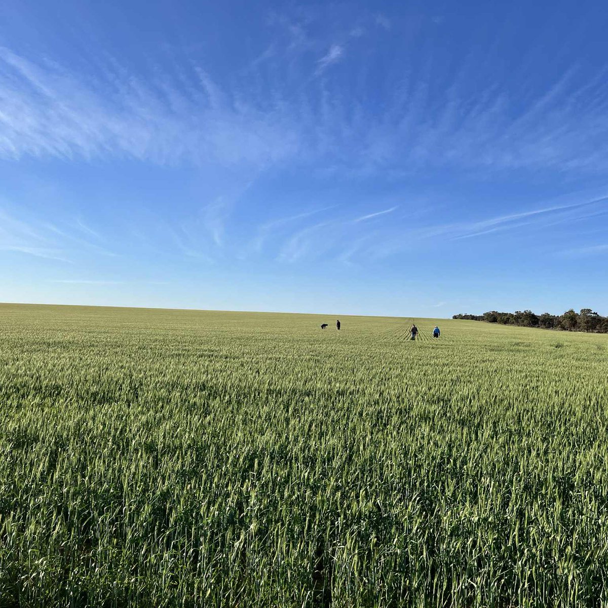 Agfert Fertilizers tweet media