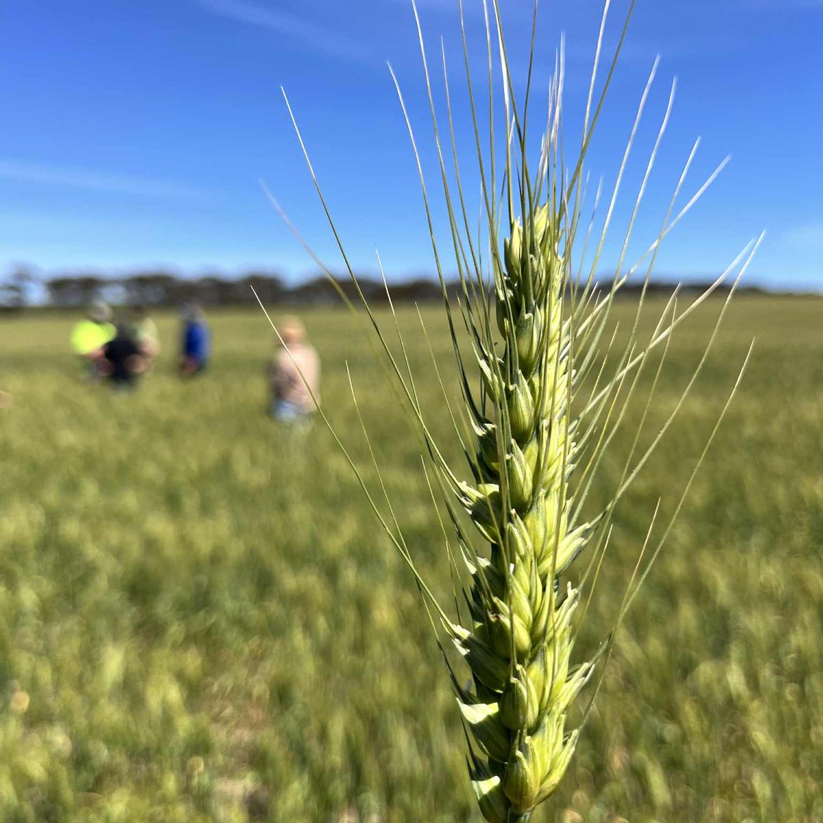 Agfert Fertilizers tweet media