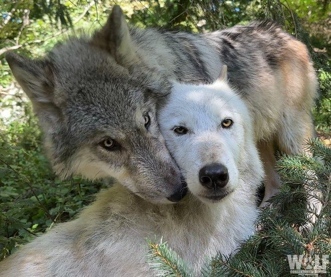 homos or straggots ? you decide