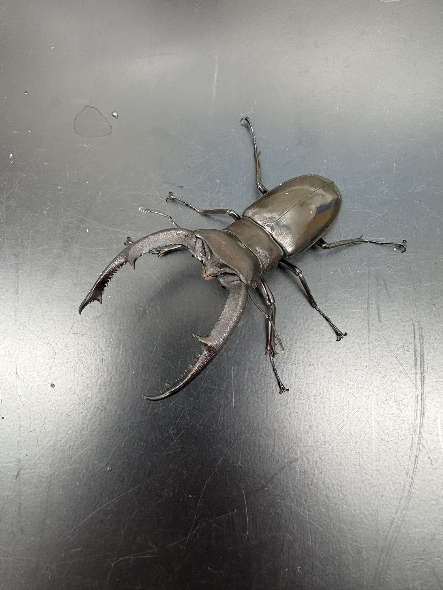 オータニ昆虫館　デカムカデ オータニ昆虫館 デカムカデ オータニ昆虫館デカムカデオオムカデ