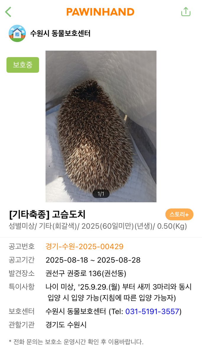 Sev1006's tweet photo. [유기 고슴도치 공고] 2025.09.25.
경기도 수원

수원에 오래도록 있던 애가 새끼낳았나봐요 ㅠㅠ
똥선카페에서 다음주에 구조해올 예정인것같은데 입양글 올라오면 관심가져주세요 ㅠㅠ https://t.co/KQ93yUh4Zj