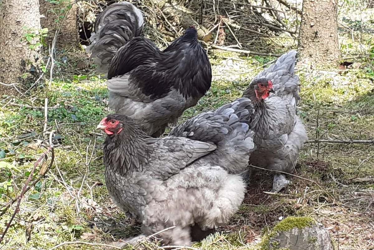 LandlebenB's tweet photo. Ab sofort kannst du bei https://t.co/3K57N1vhbU tolle, extrem zutrauliche und reinrassige Brahma-Hennen für deinen Garten kaufen. Diese beeindruckenden Tiere werden nicht ohne Grund die "sanften Riesen" genannt.

#Brahma #Hühner #Hühnerhaltung

https://t.co/nBXZvC4HWZ https://t.co/Qt2e95SUTd