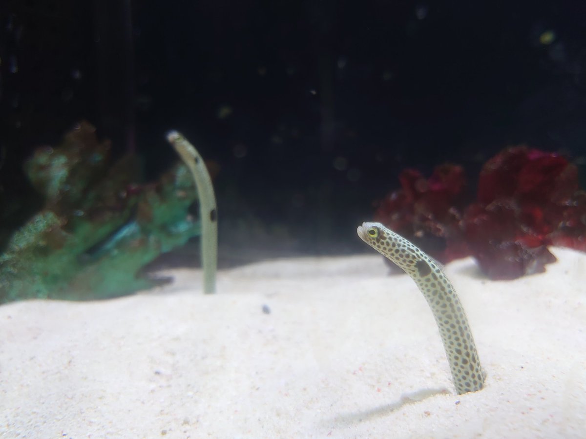 水族館眺めてきた
コツメカワウソ可愛過ぎんか…