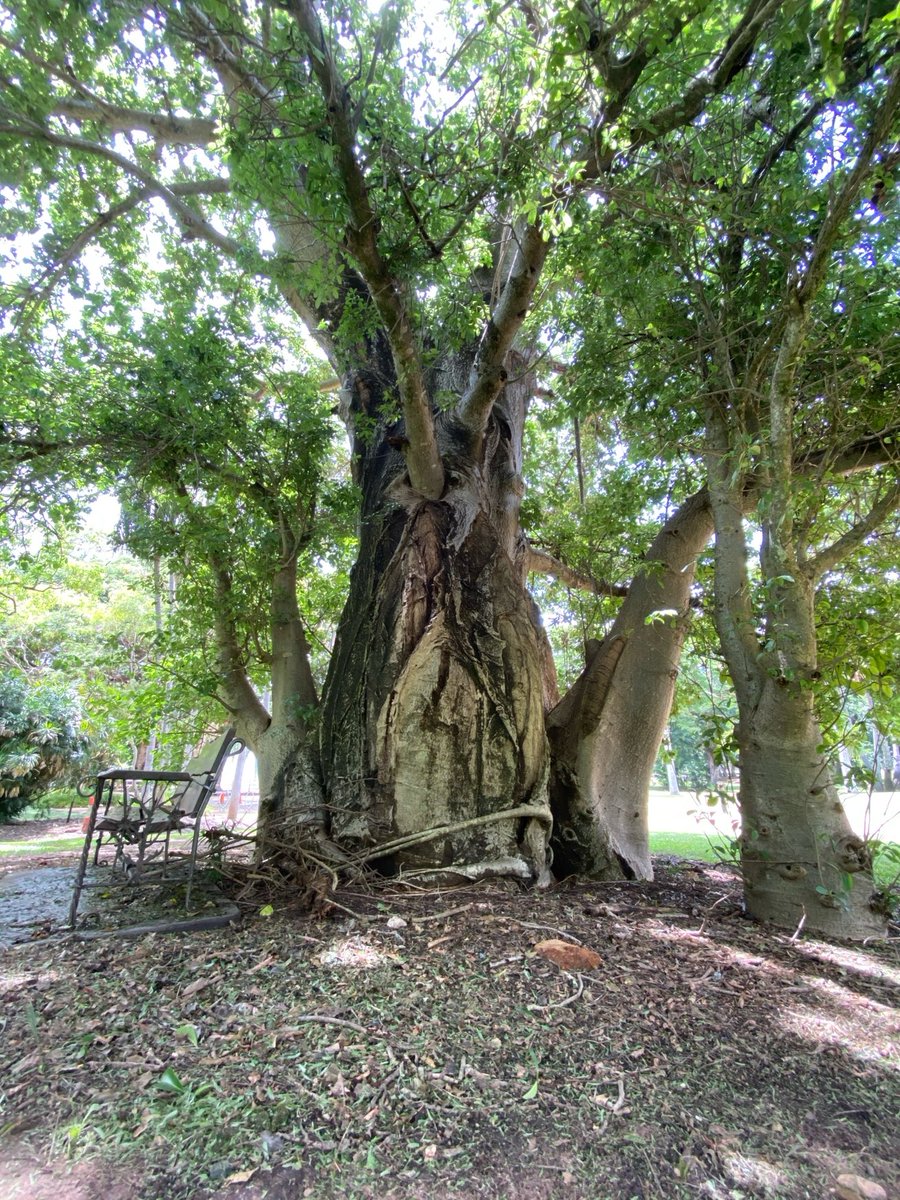 mitzyelliott's tweet image. #dailytree 
#Darwin #NorthernTerritory 🇦🇺
