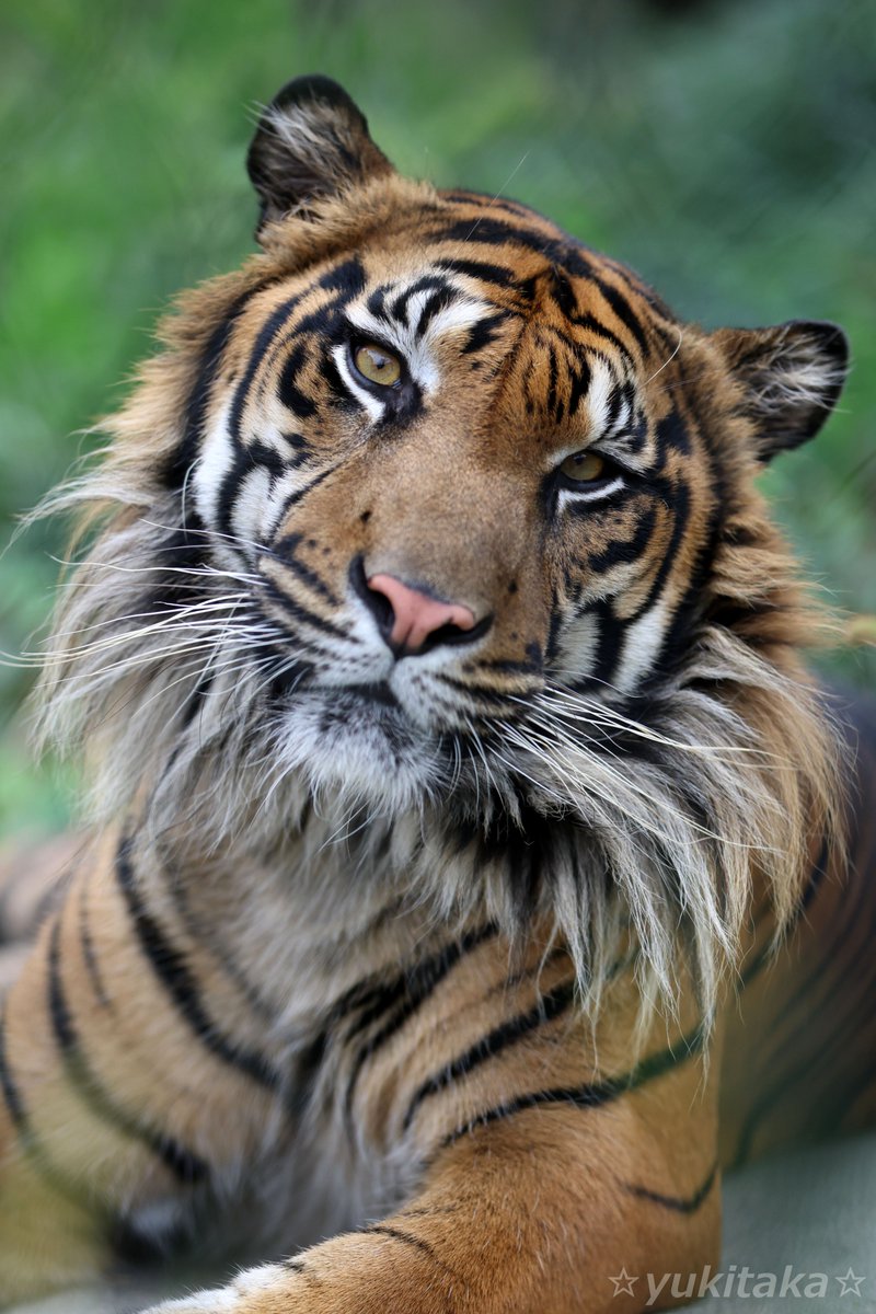 taka62430270's tweet image. アオくん♪　#東山動植物園 #スマトラトラ #アオ