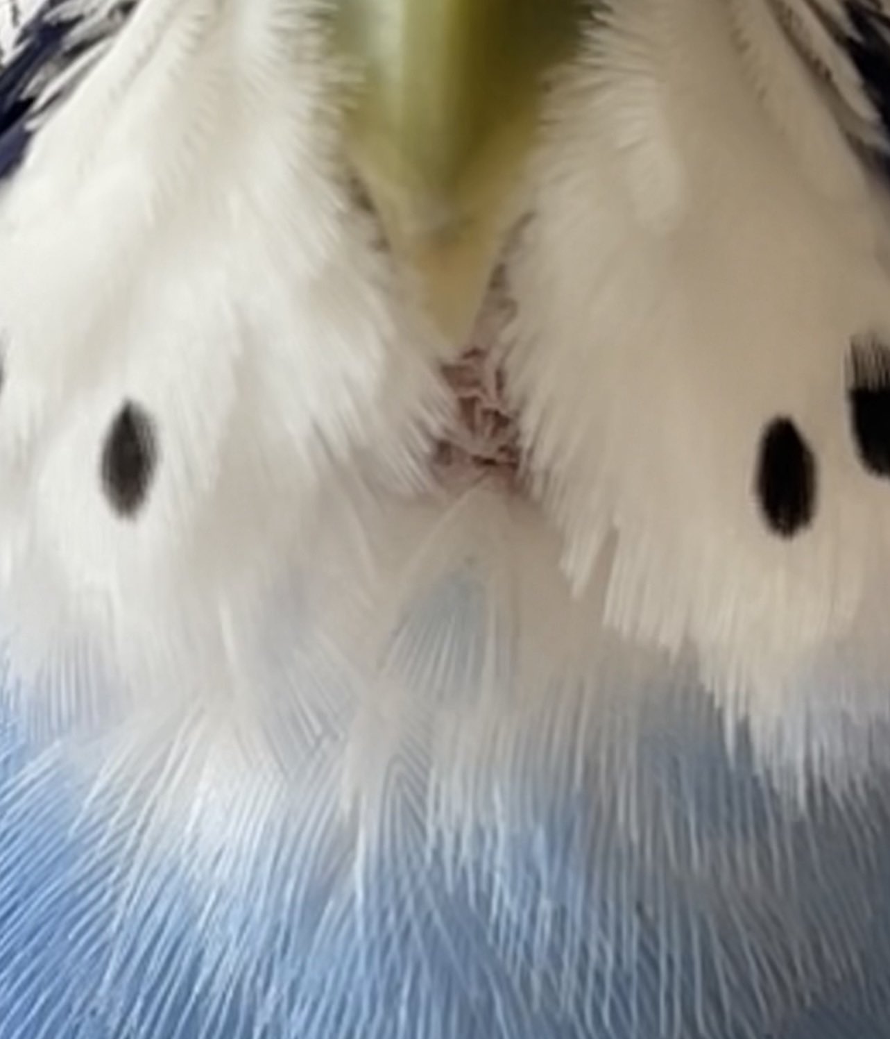 セキセイインコ - অনুসন্ধান / X