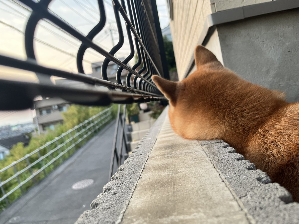 柴犬おとちゃん🐕5歳 (@0218_oto) / Posts / X